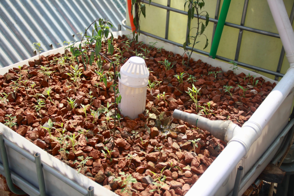 A growth bed in an Aquaponics system
